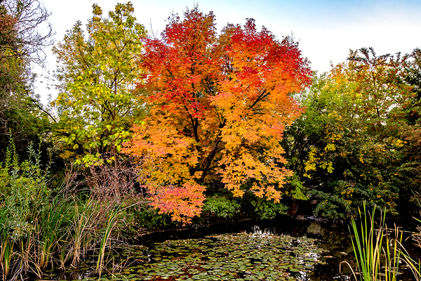 fall colors in Boise  Print