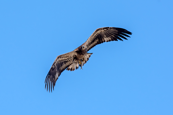 Bald Eagle immature in flight with fish over Boise River Idaho by Nature Photo Northwest