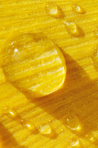 rain drops on a ginkgo leaf macro by Nature Photo Northwest