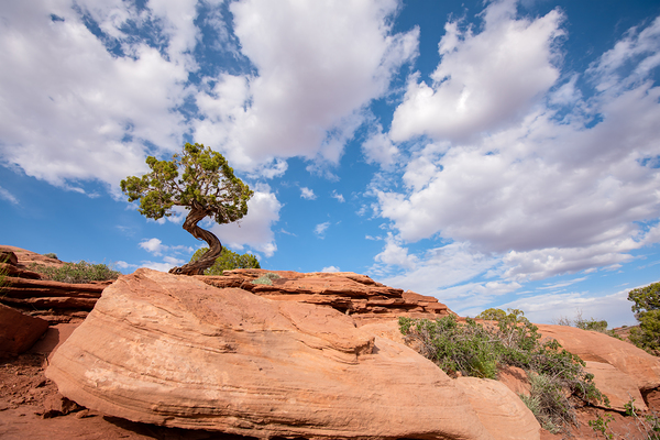Utah Juniper on a ledge by Nature Photo Northwest