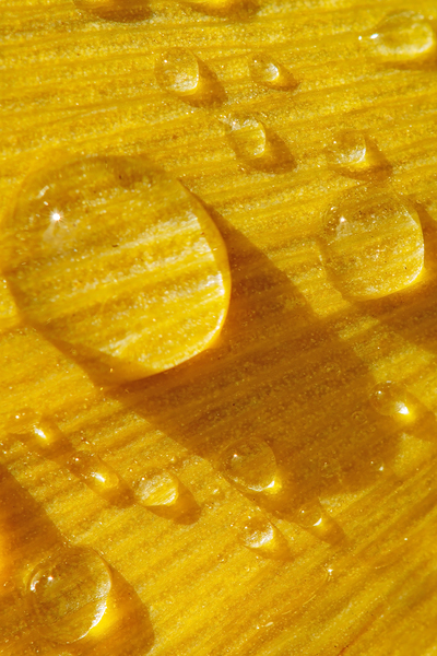 rain drops on a ginkgo leaf by Nature Photo Northwest