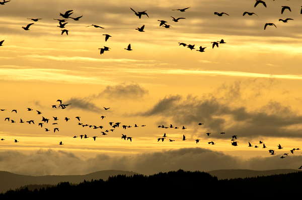  Sunset birds at Baskett Slough National Wildlife Refuge by Nature Photo Northwest