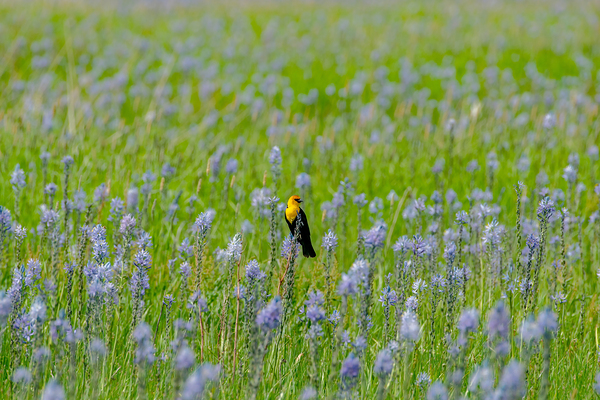 Yellow-headed Blackbird in a Camas prairie by Nature Photo Northwest