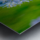 Common Camas  Metal print