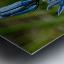 Common Camas  Metal print