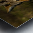 Coyote close view Metal print