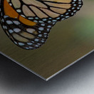  Monarch and Honey Bee Metal print