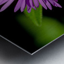 New England Aster in morning sun Metal print