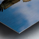  Osprey in flight Metal print