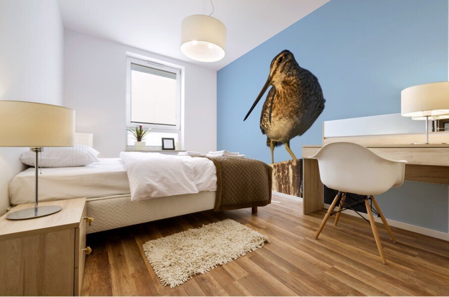  Wilsons Snipe at Eagle Island State Park Mural print