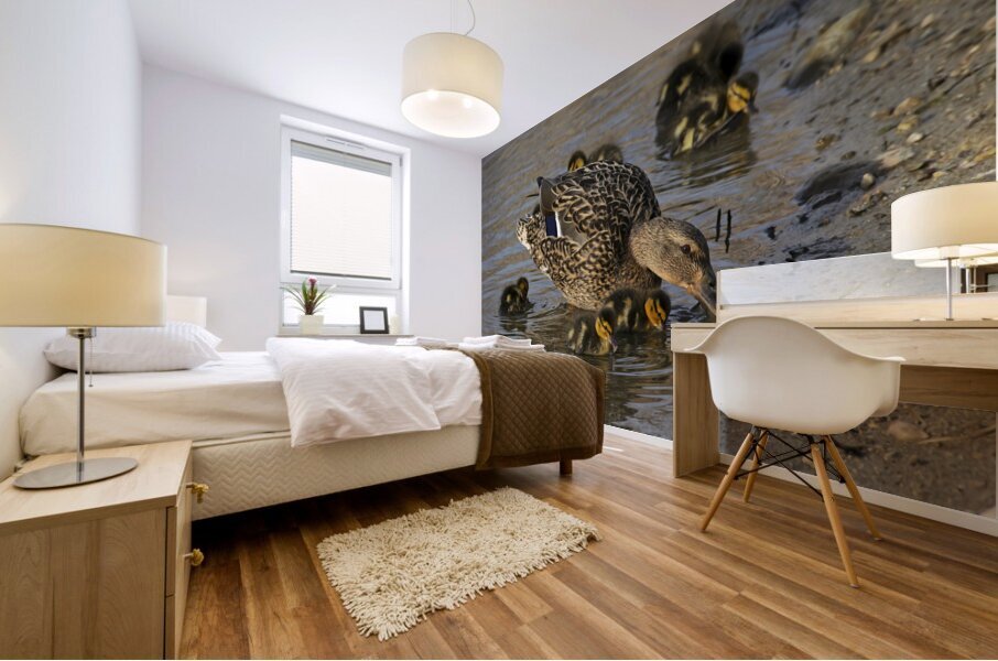 Mallard hen with ducklings Mural print