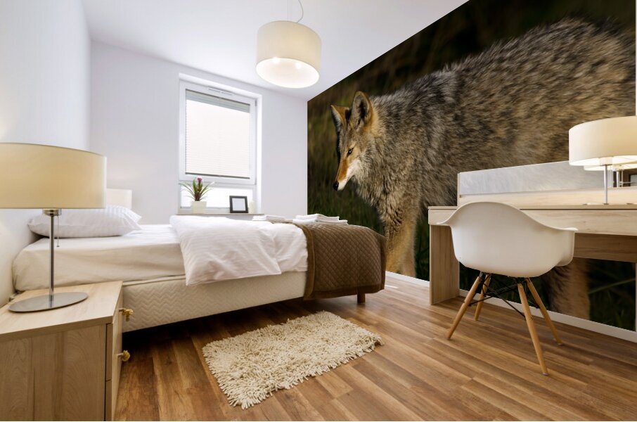 Coyote close view Mural print
