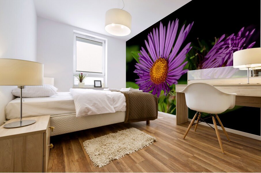 New England Aster in morning sun Mural print