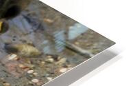 Mallard hen with ducklings HD Metal print