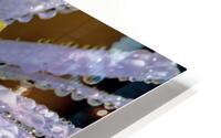 dew on aster flower macro image HD Metal print