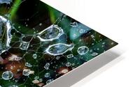 dew drops on a spiderweb HD Metal print