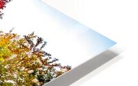 fall colors in Boise HD Metal print