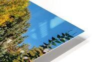 walking path in fall HD Metal print