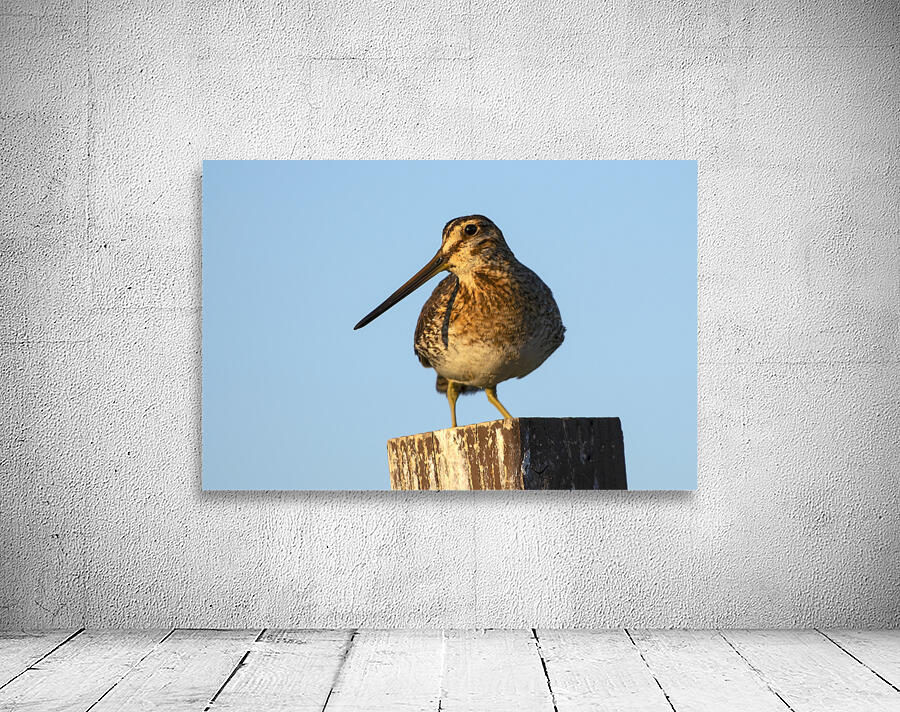  Wilsons Snipe at Eagle Island State Park by Nature Photo Northwest