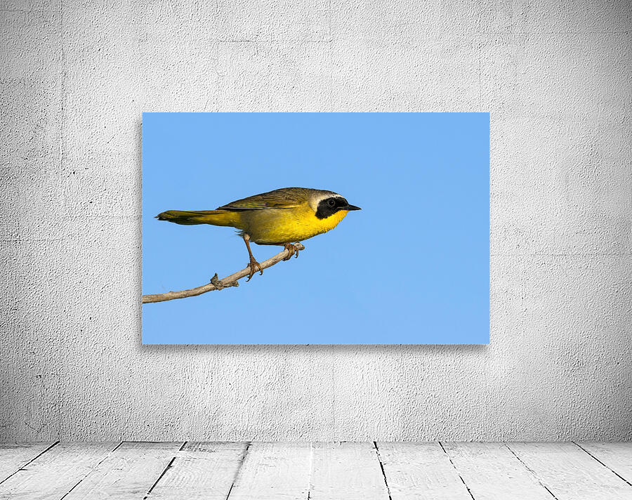 Common Yellowthroat by Nature Photo Northwest
