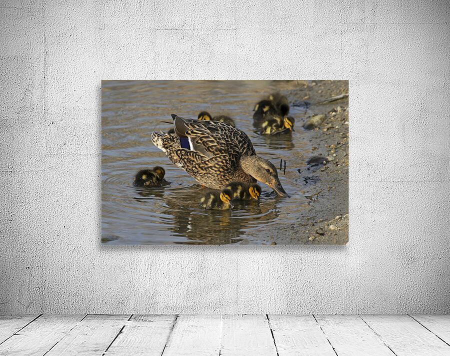 Mallard hen with ducklings by Nature Photo Northwest