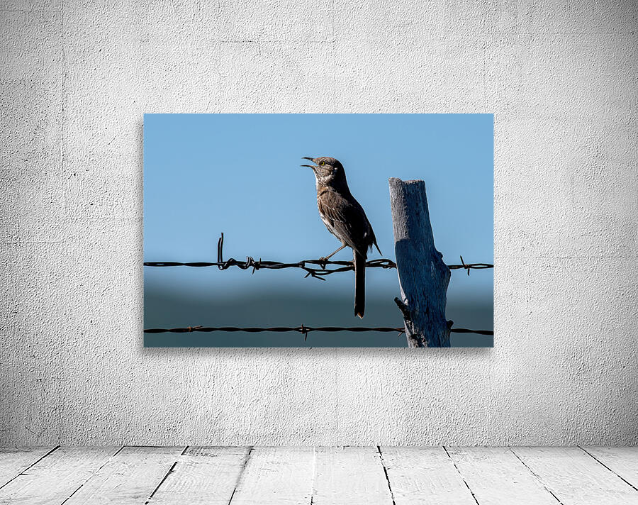 Sage Thrasher singing by Nature Photo Northwest