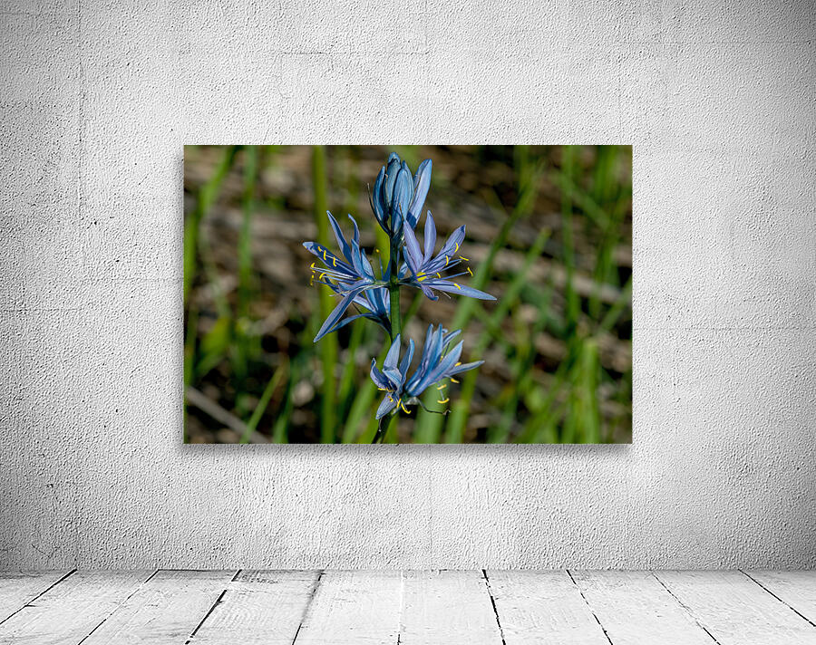 Common Camas  by Nature Photo Northwest