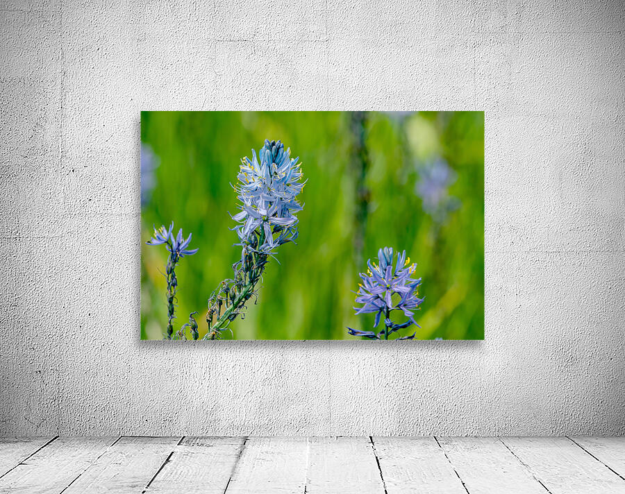 Common Camas  by Nature Photo Northwest