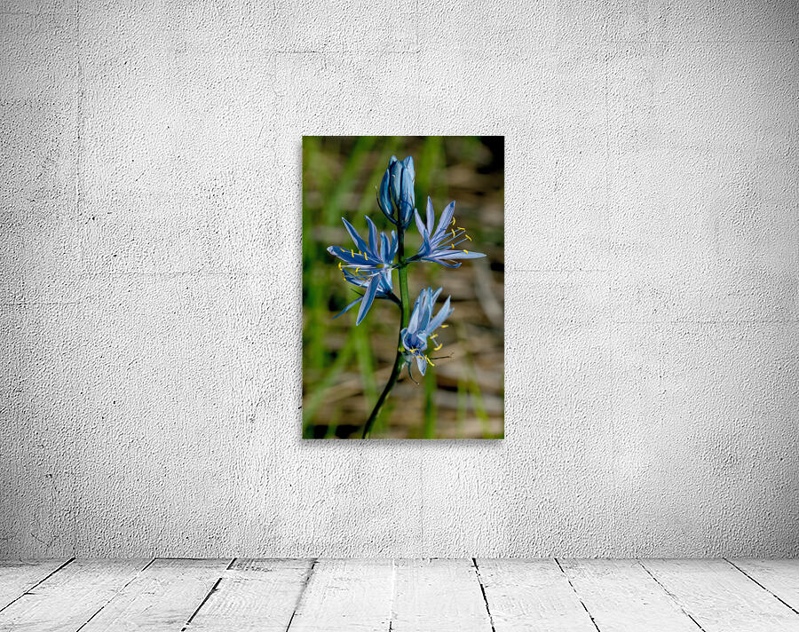 Common Camas  by Nature Photo Northwest