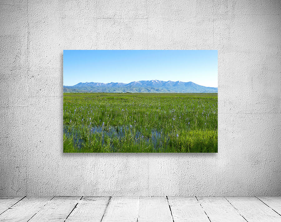 Camas Marsh  by Nature Photo Northwest