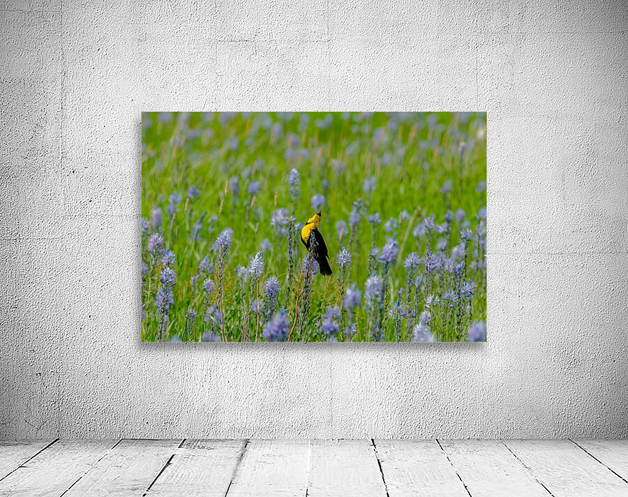 Yellow-headed Blackbird  by Nature Photo Northwest