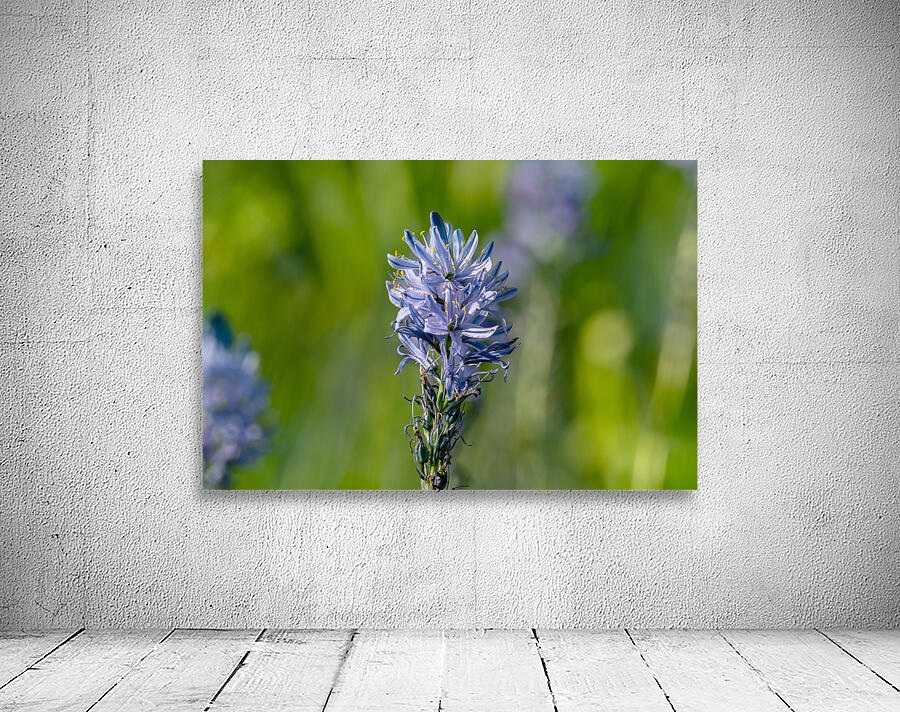 Common Camas  by Nature Photo Northwest