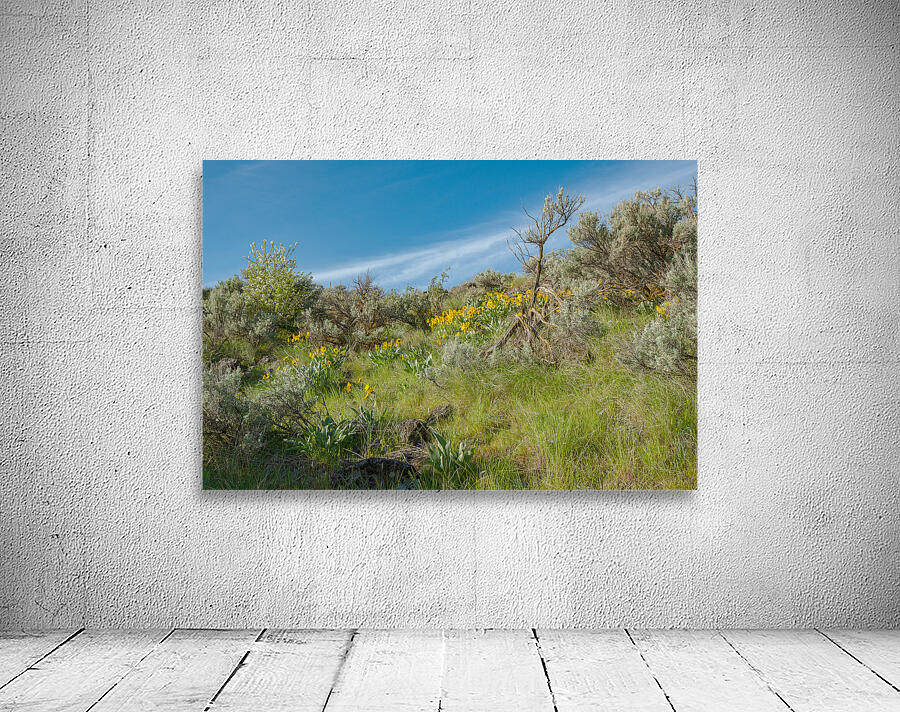 Arrowleaf Balsamroot in Boise foothills by Nature Photo Northwest