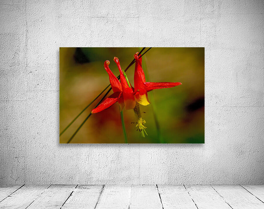 Western Columbine  by Nature Photo Northwest