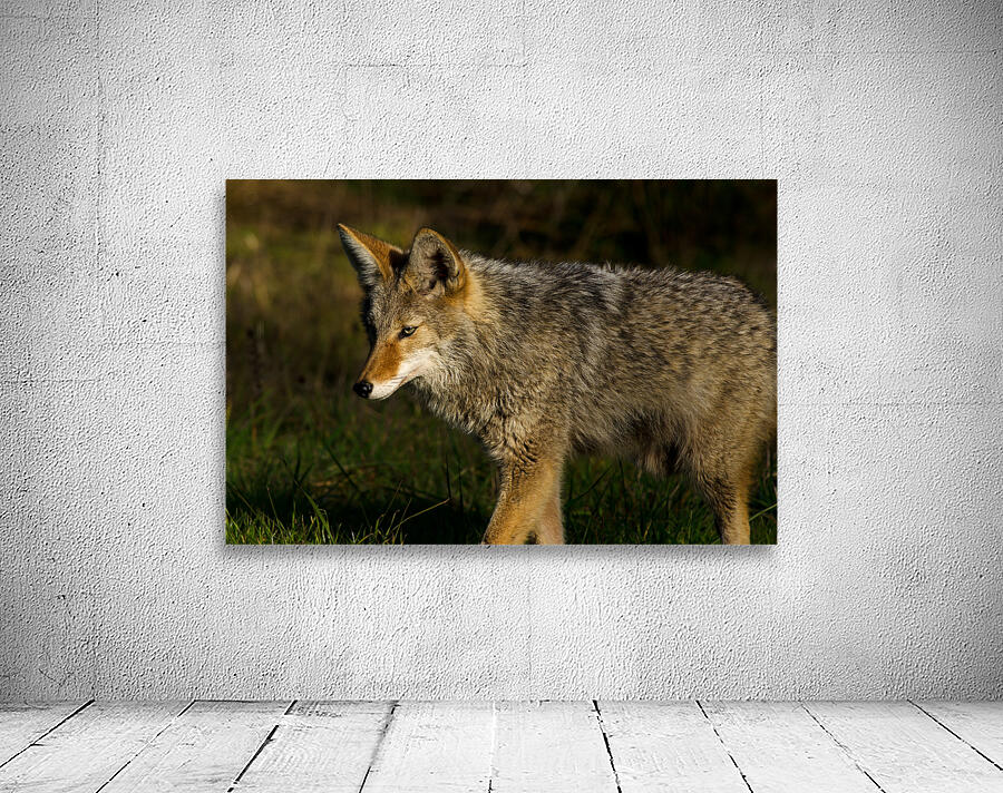 Coyote close view by Nature Photo Northwest