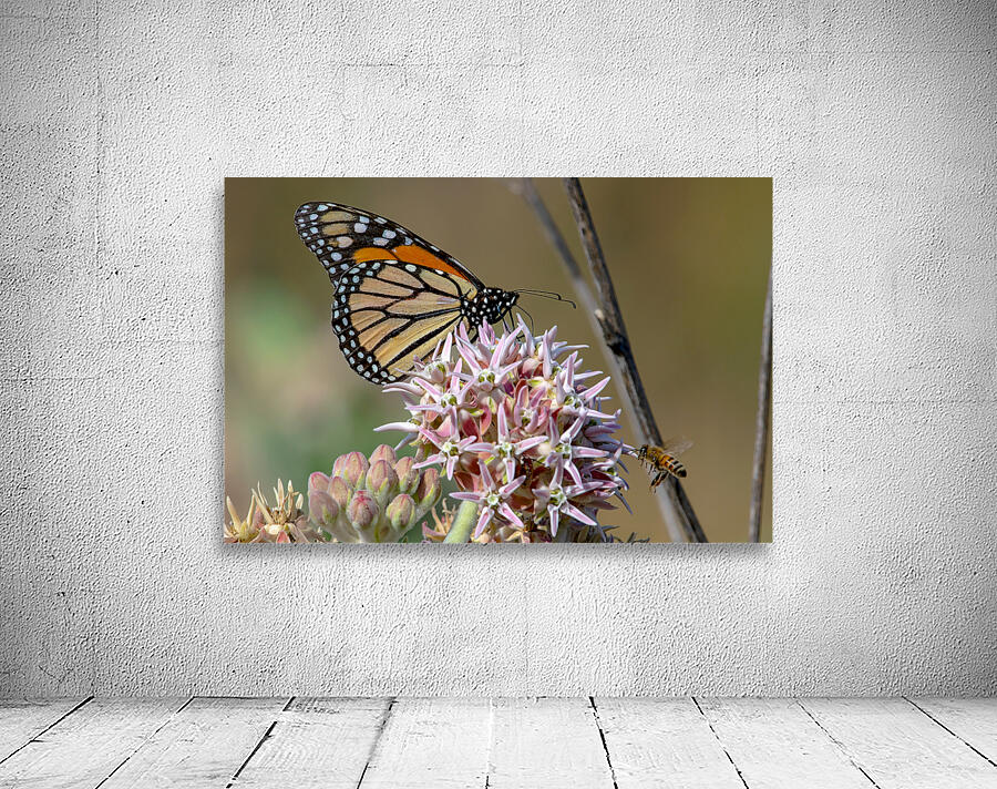  Monarch and Honey Bee by Nature Photo Northwest
