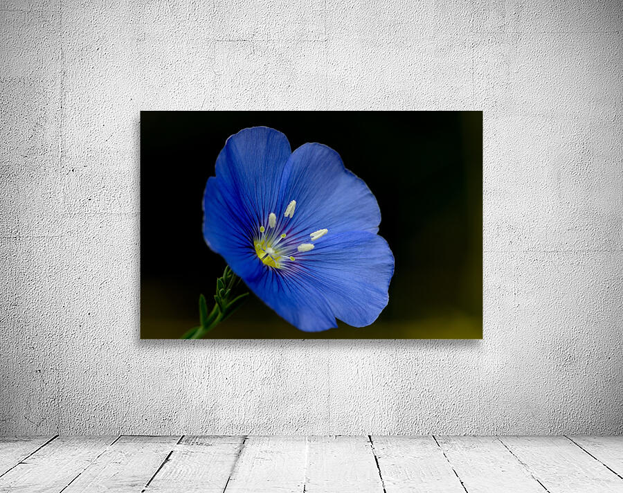 Blue Flax macro photograph by Nature Photo Northwest