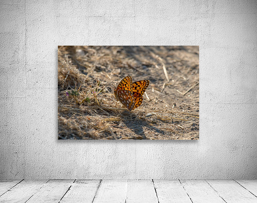 Great Spangled Fritillary in Idaho by Nature Photo Northwest