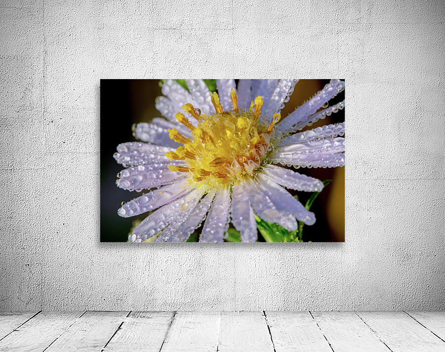 dew on aster flower macro image by Nature Photo Northwest