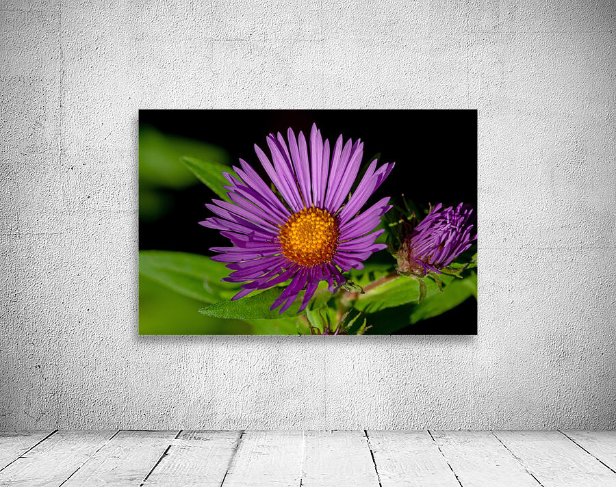 New England Aster in morning sun by Nature Photo Northwest