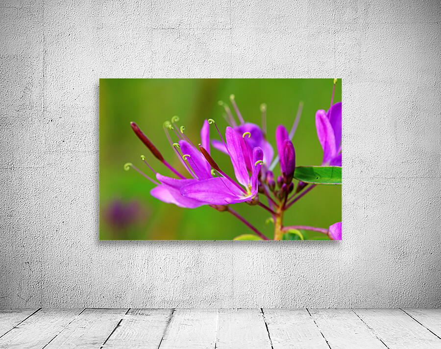Rocky Mountain bee-plant  by Nature Photo Northwest