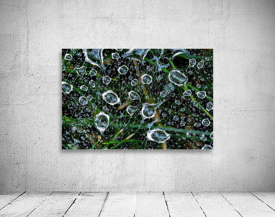 dew drops on a spiderweb by Nature Photo Northwest