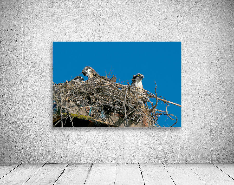  Osprey on nest with immature by Nature Photo Northwest