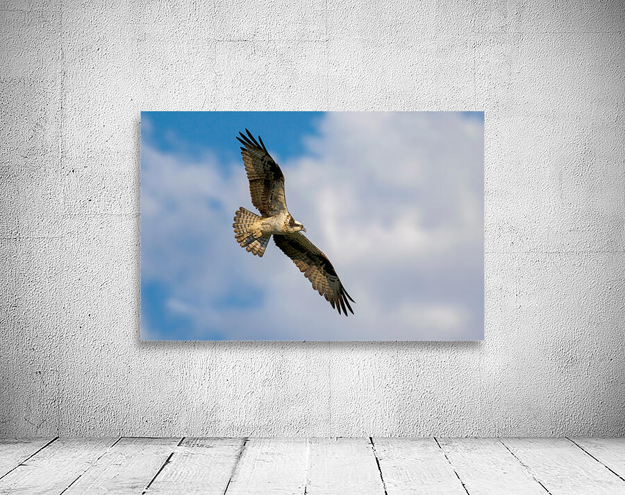  Osprey in flight by Nature Photo Northwest