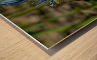 Common Camas  Wood print
