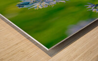 Common Camas  Wood print