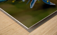 Common Camas macro image Wood print