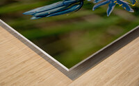 Common Camas  Wood print