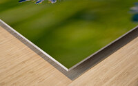 Common Camas  Wood print