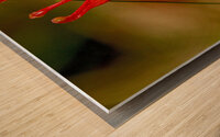 Western Columbine  Wood print